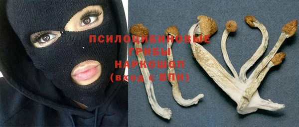прущие грибы Наволоки